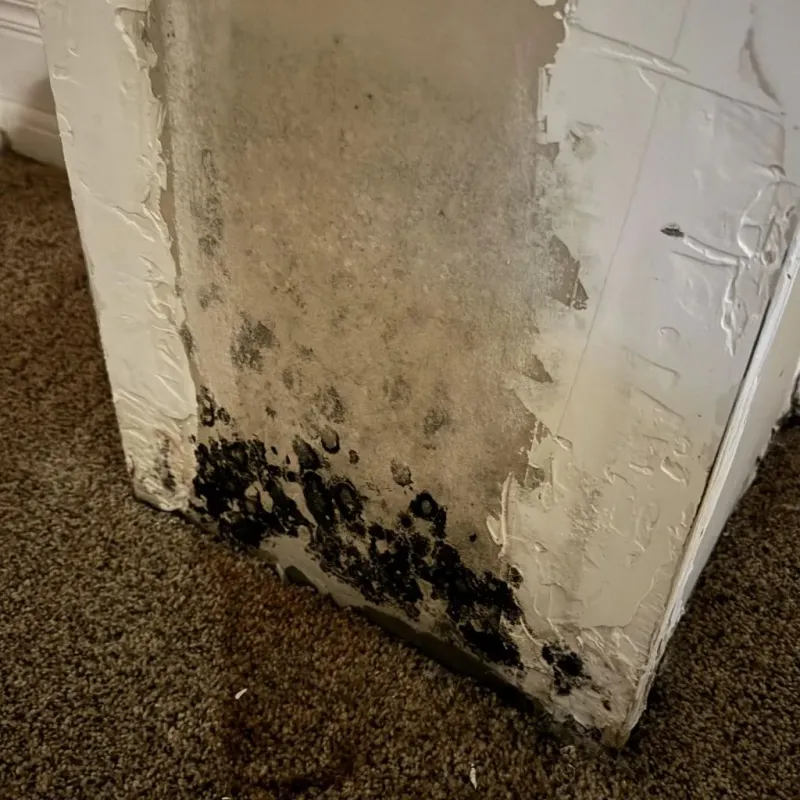 Professional Mold Removal in Accomac, VA